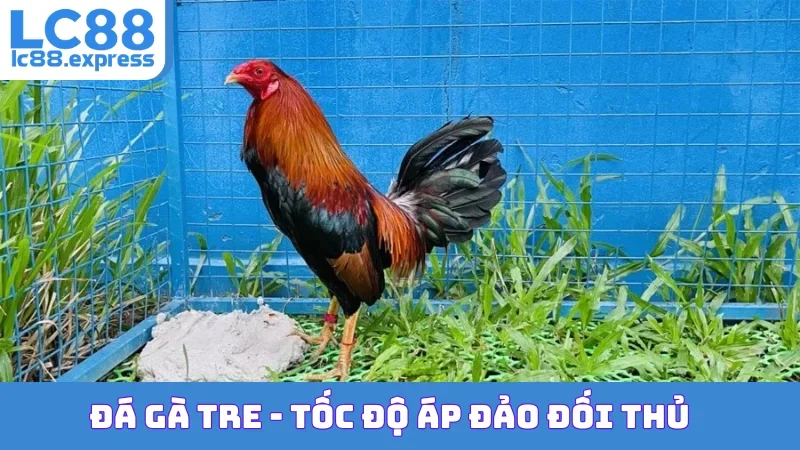 Đá Gà Tre